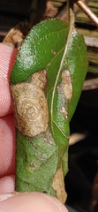 Ascochyta