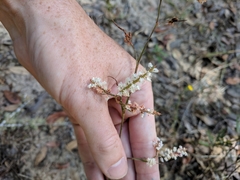 Image of Polygonella robusta