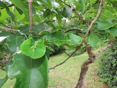 Vangueria madagascariensis