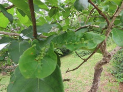 Vangueria madagascariensis