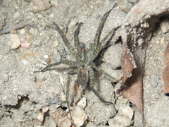 Pardosa sumatrana