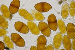 Gymnosporangium sabinae