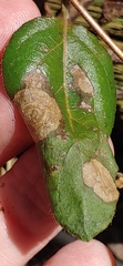 Ascochyta