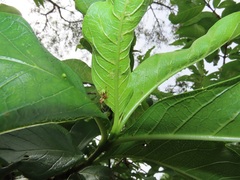 Vangueria madagascariensis