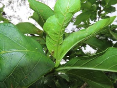 Vangueria madagascariensis