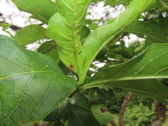 Vangueria madagascariensis