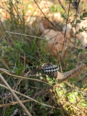 Zygaena rhadamanthus