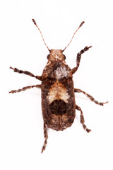 Pseudeuparius
