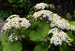 Pericallis malvifolia