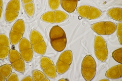 Gymnosporangium sabinae