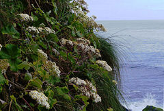 Pericallis malvifolia
