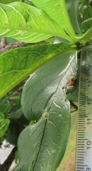Vangueria madagascariensis