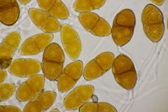 Gymnosporangium sabinae