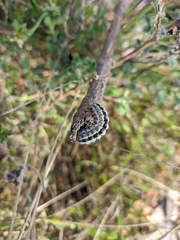 Zygaena rhadamanthus