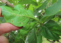 Vangueria madagascariensis