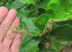 Vangueria madagascariensis