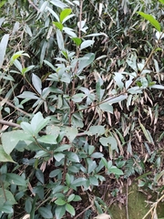 Photinia bodinieri