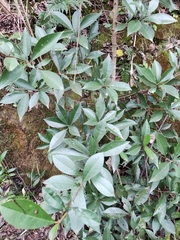 Photinia bodinieri