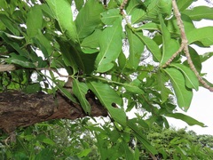 Vangueria madagascariensis