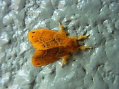 Arna pseudoconspersa