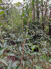 Photinia bodinieri