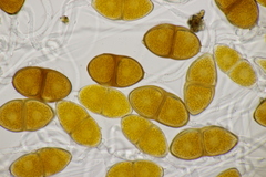 Gymnosporangium sabinae