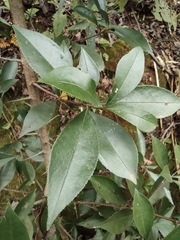 Photinia bodinieri
