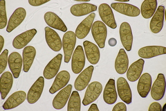 Prosthecium pyriforme