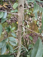 Photinia bodinieri