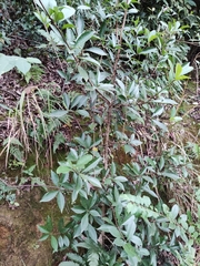 Photinia bodinieri