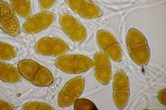 Gymnosporangium sabinae