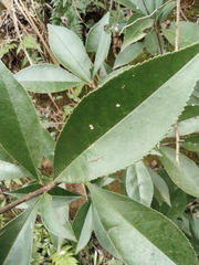 Photinia bodinieri