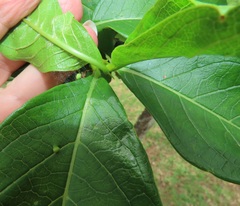 Vangueria madagascariensis