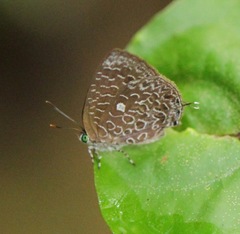 Arhopala ammon