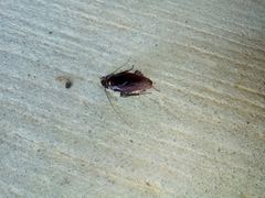 Periplaneta fuliginosa