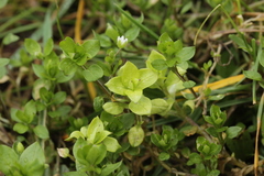 Peronospora alsinearum
