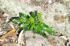 Anarrhinum bellidifolium