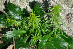 Anarrhinum bellidifolium
