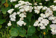 Pericallis malvifolia