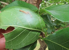 Vangueria madagascariensis