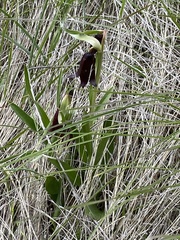 Fritillaria biflora biflora