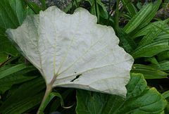 Pericallis malvifolia