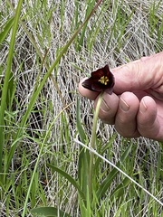 Fritillaria biflora biflora