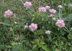 Gomphrena pulchella