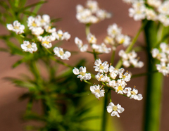 Anthriscus sylvestris