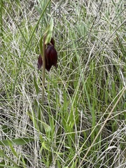 Fritillaria biflora biflora