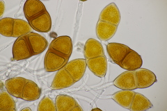 Gymnosporangium sabinae