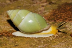 Amphidromus atricallosus