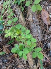 Agrimonia incisa