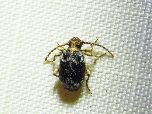 Ptinus variegatus